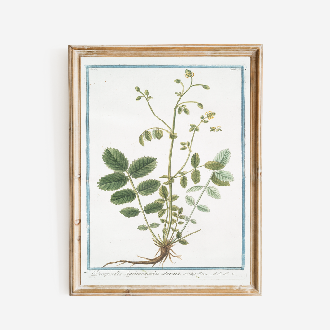 18th Century Greenery Art Print