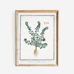 18th Century Deep Green Foliage Art Print