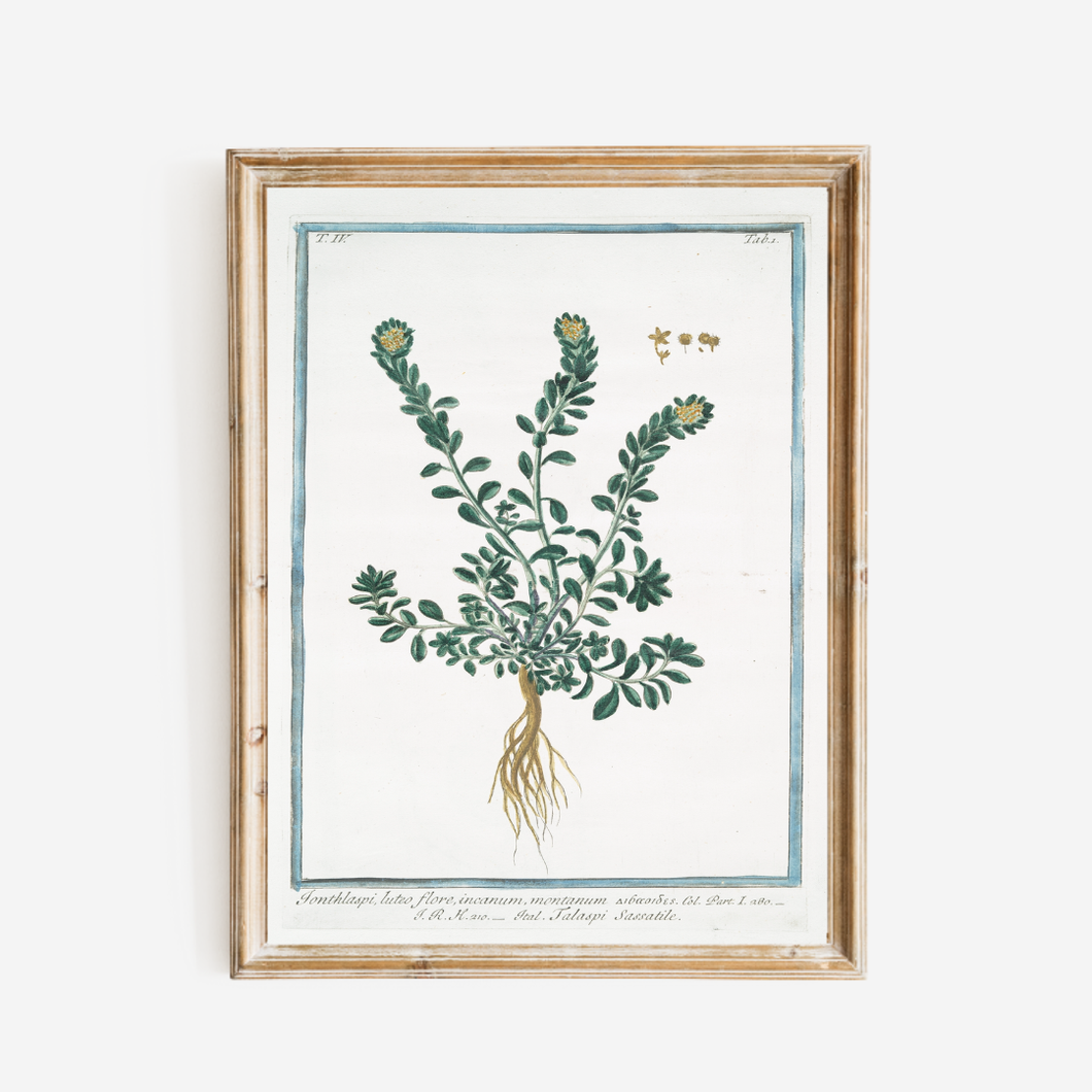18th Century Deep Green Foliage Art Print