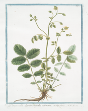 Load image into Gallery viewer, 18th Century Greenery Art Print
