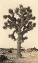Load image into Gallery viewer, Joshua Tree Print
