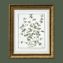 Load image into Gallery viewer, 18th Century Blue Floral Buds Art Print
