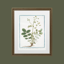 Load image into Gallery viewer, 18th Century Greenery Art Print
