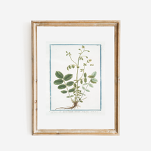 Load image into Gallery viewer, 18th Century Greenery Art Print
