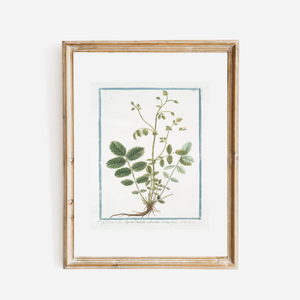 18th Century Greenery Art Print