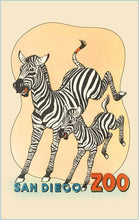 Load image into Gallery viewer, Zebras at the San Diego Zoo Print
