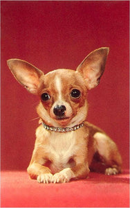 Chihuahua Print