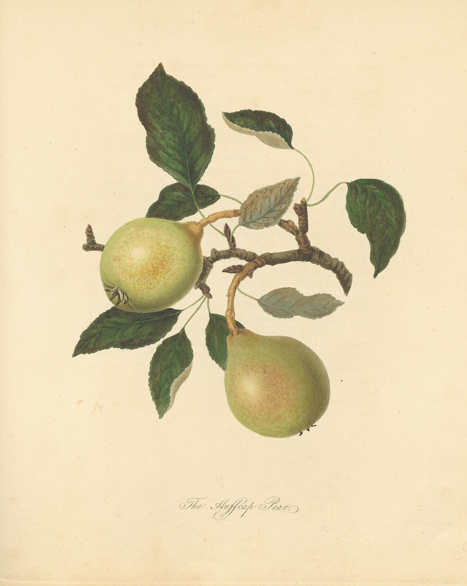 English Pear Print