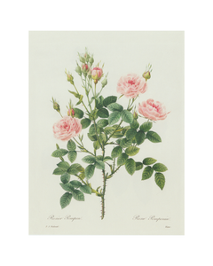 Rosebud Botanical Print