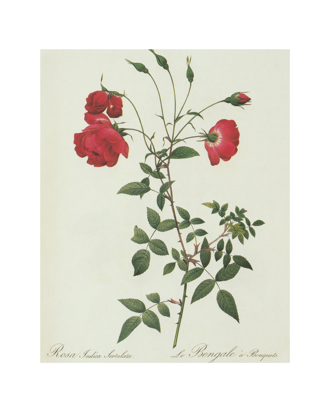 Bright Red Rose Bush Botanical Print