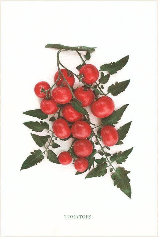 Cherry Tomatoes Print