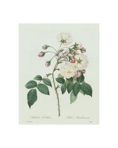 White Rose Vintage Print