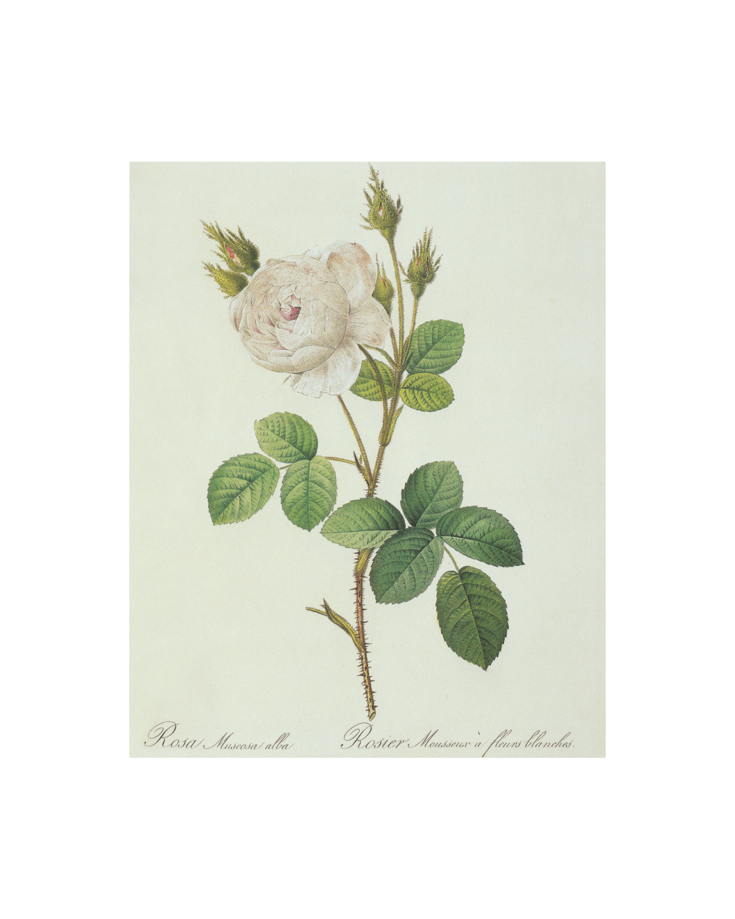 White Rose Botanical Print