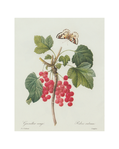 Berries & Butterflies Botanical Print