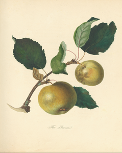 English Fruit Print