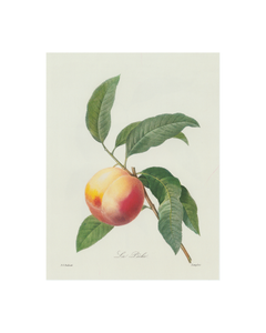 Peach Botanical Print