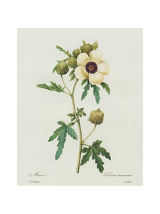 Hibiscus Trionum Botanical Print