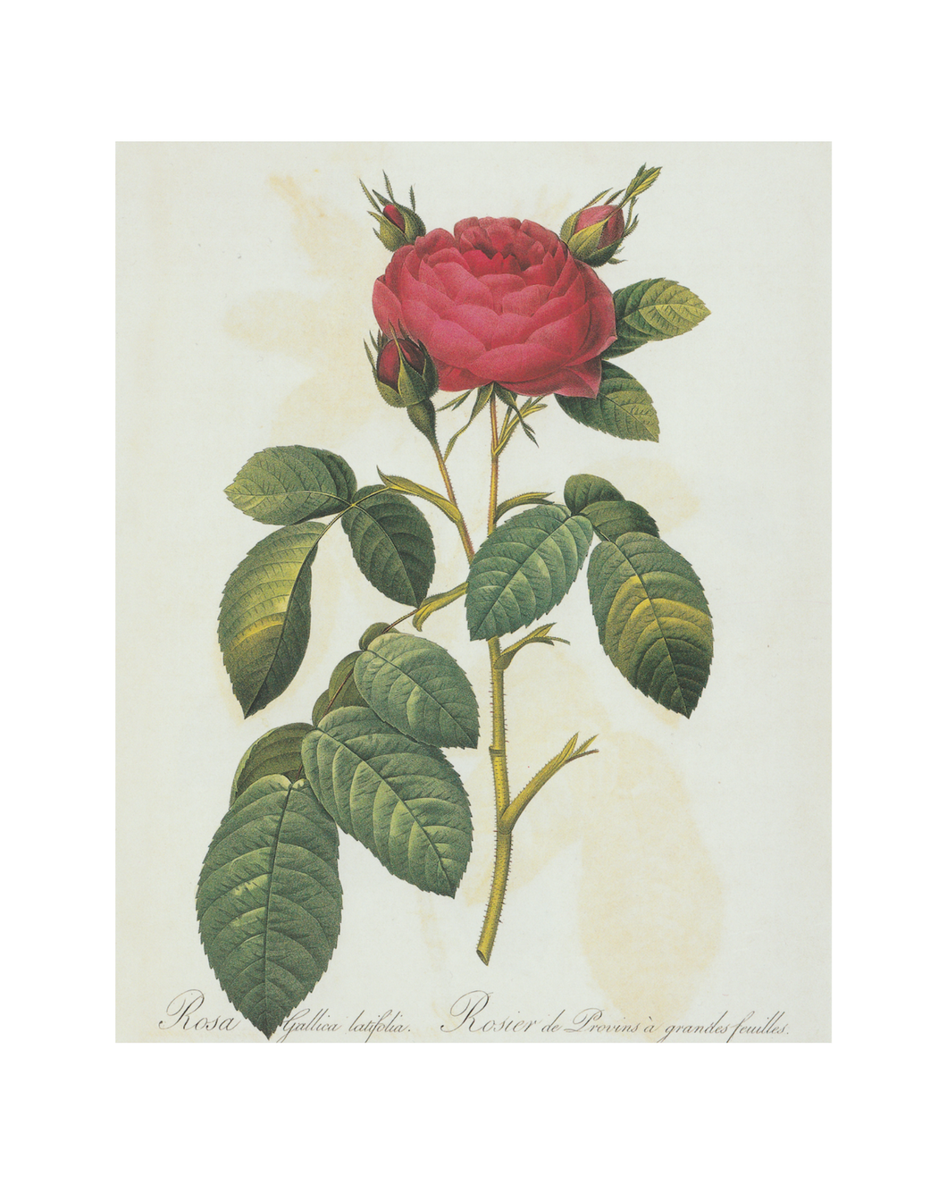 Large Red Rose Vintage Botanical Print 8x10