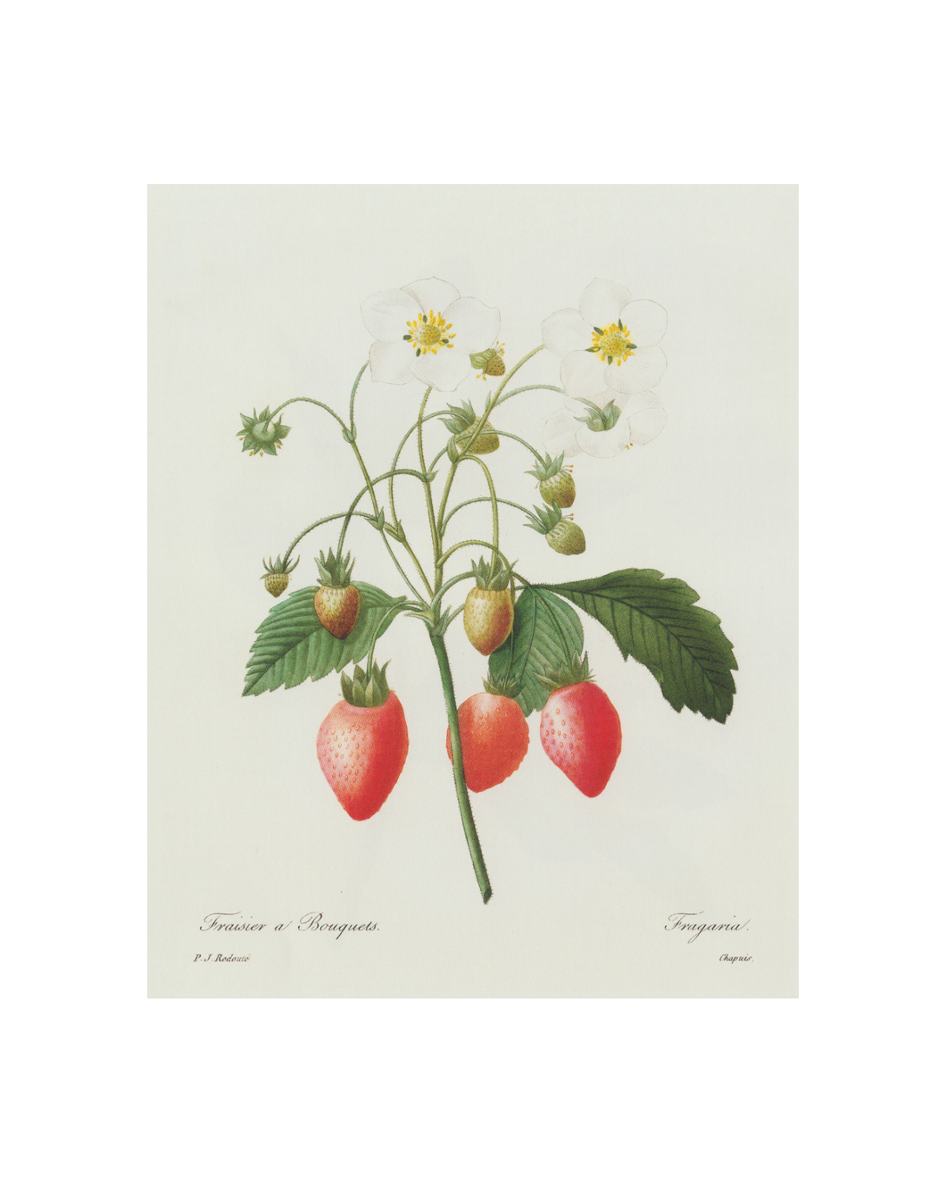 Strawberry Botanical Print