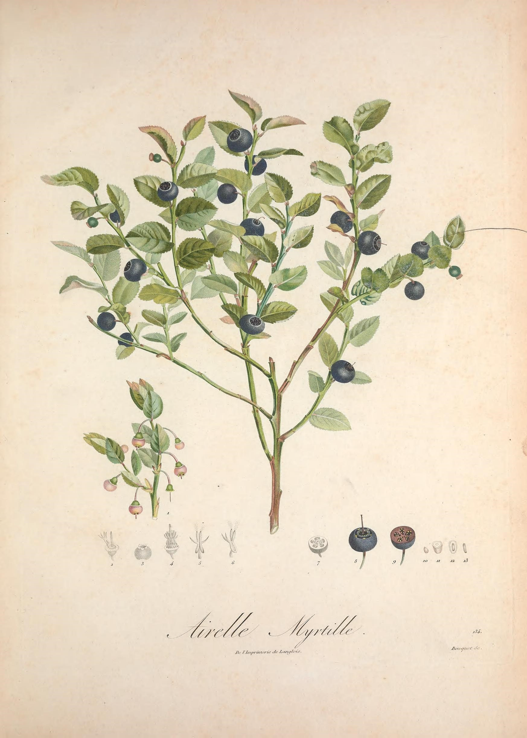 Blueberry Antique Botanical Fruit Print