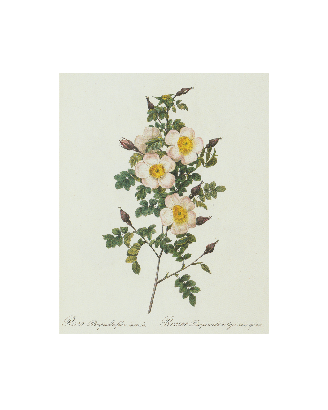 Wildflower Botanical Print